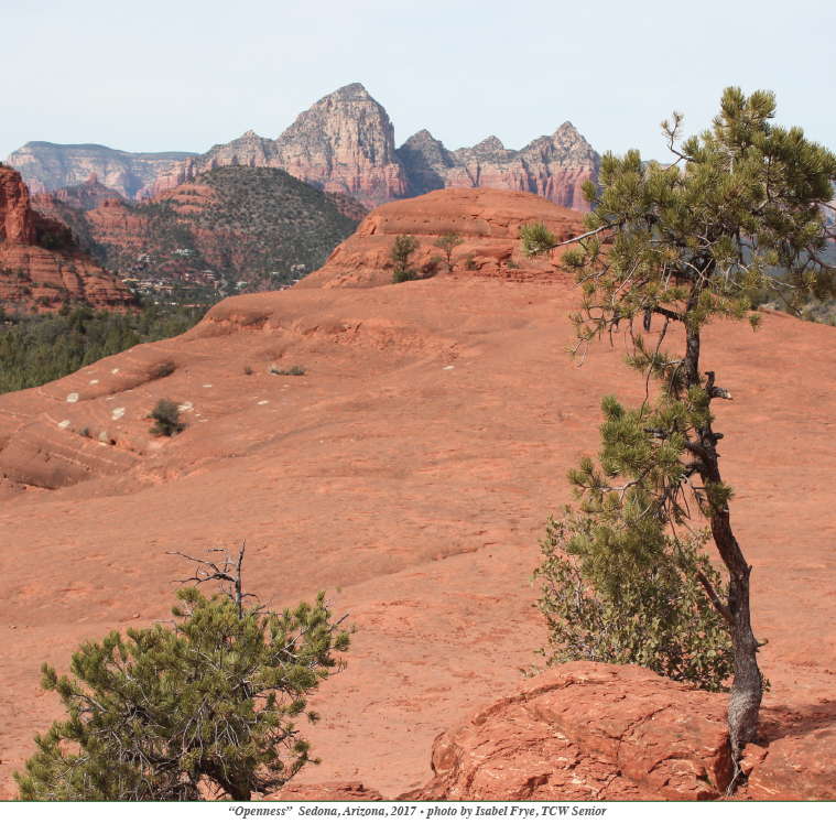 desert scene with scrub trees in foreground