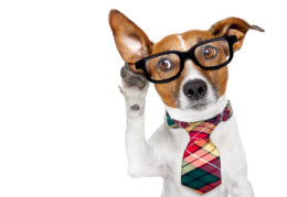 Dog dressed up in tie and glasses holding paw to his ear