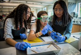 students dissect a frog